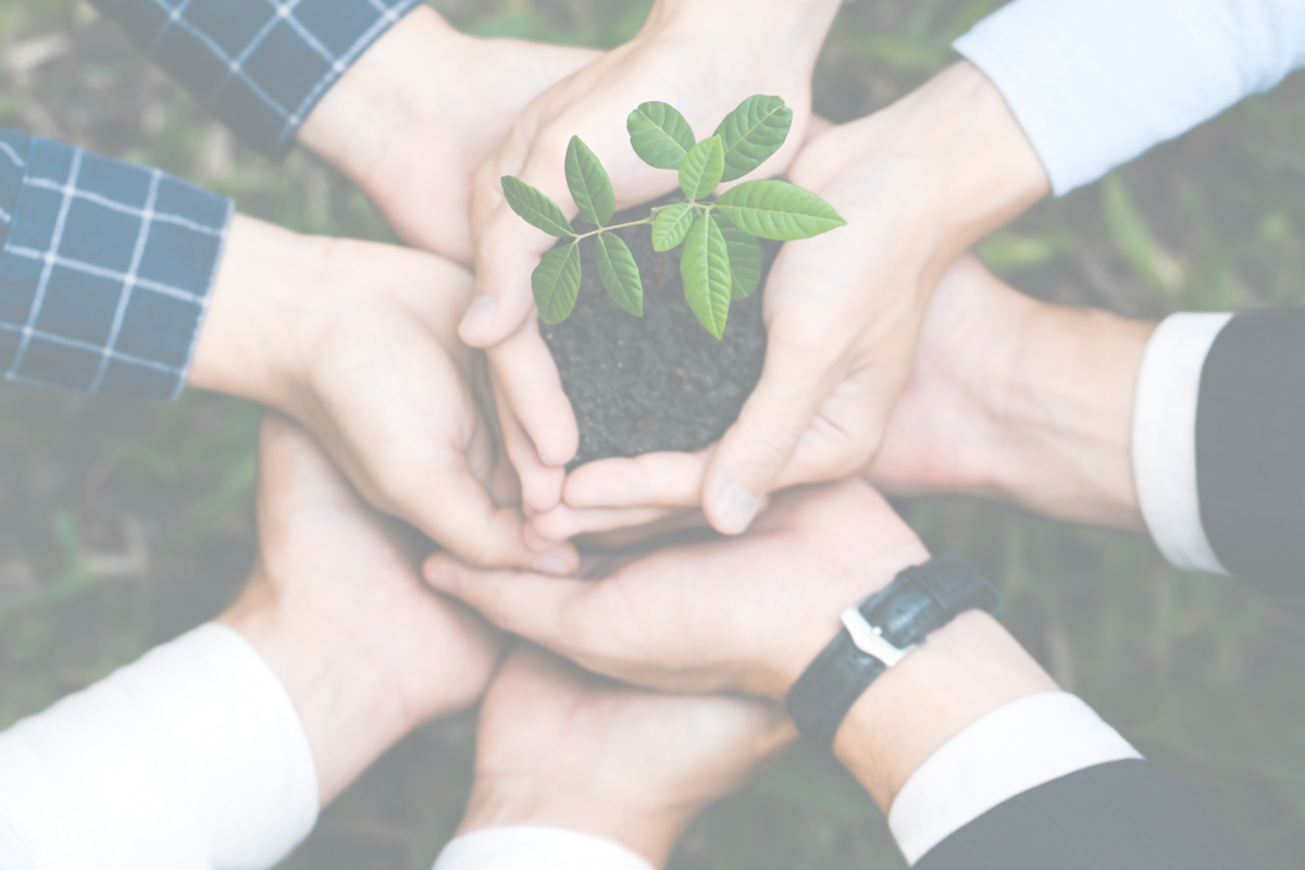 neljän henkilön kädet kannattelevat yhdessä pientä vihreää taimea