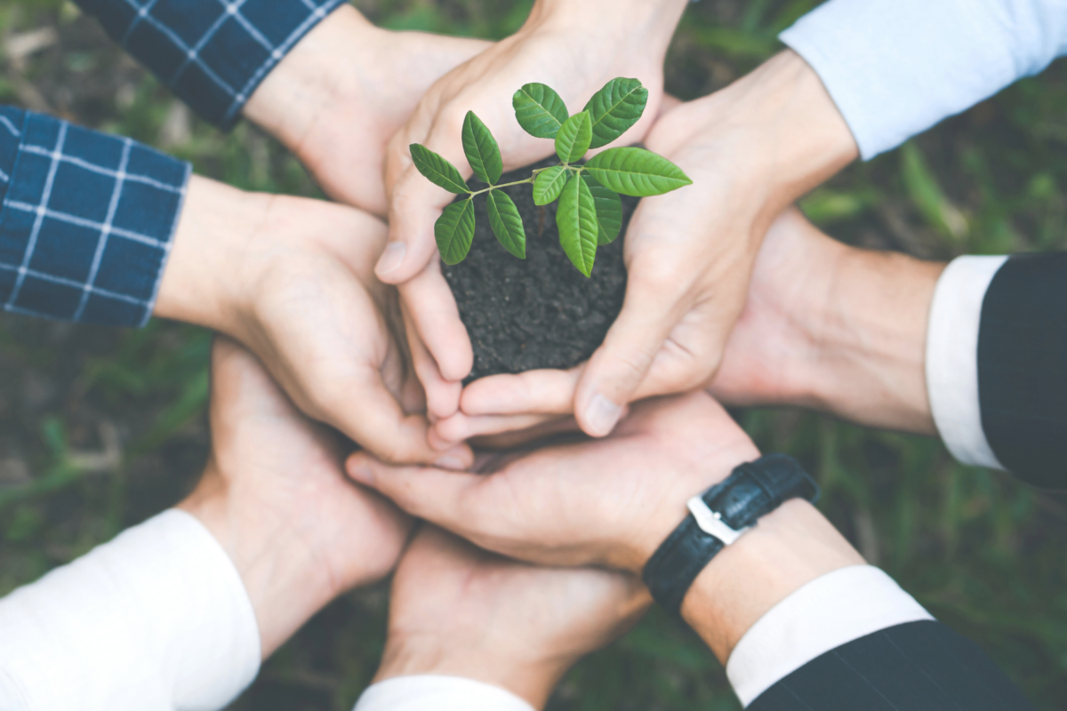 neljän henkilön kädet kannattelevat yhdessä pientä vihreää taimea
