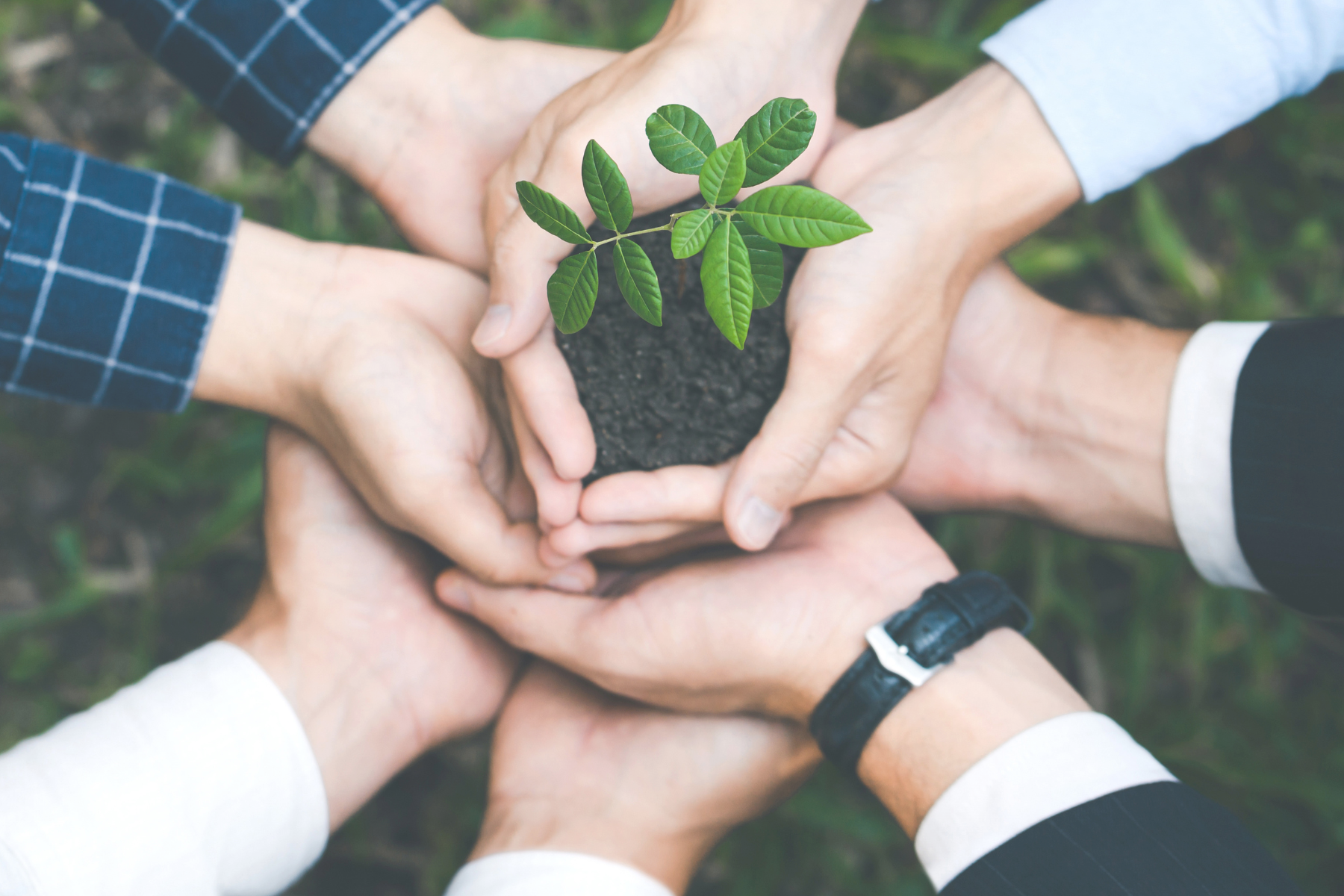 neljän henkilön kädet kannattelevat yhdessä pientä vihreää taimea